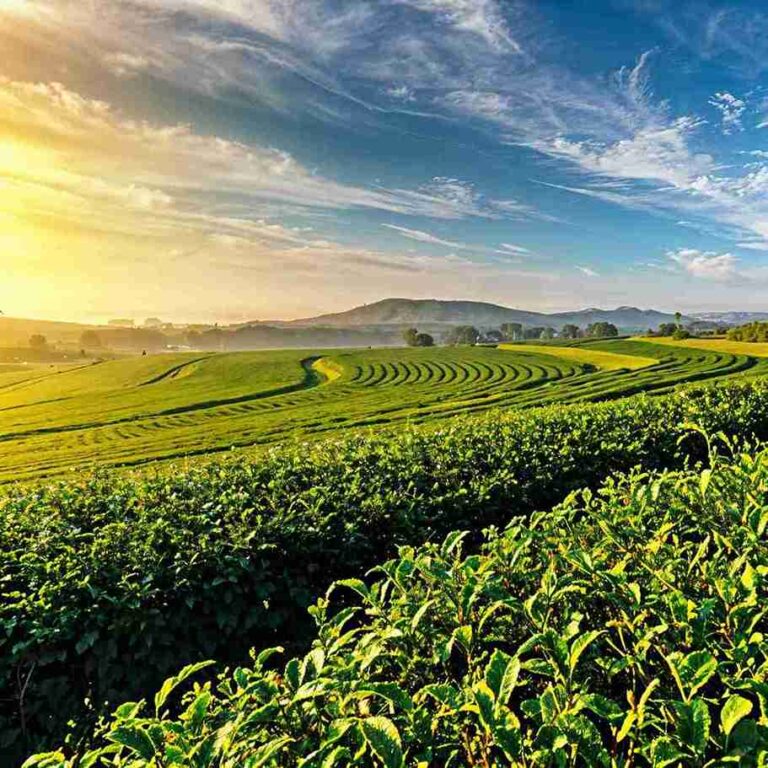 Taxi Service in Munnar | Panickers Cabs