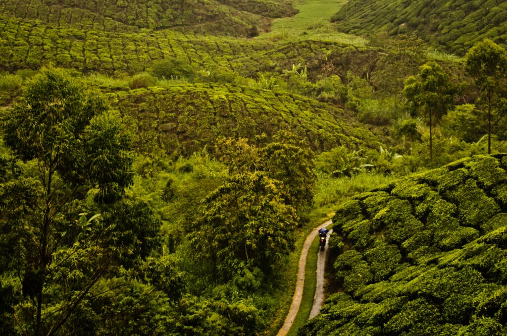Taxi Service in Munnar | Panickers Cabs